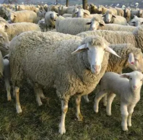 Livestock-Farm-Animals-600x337-1